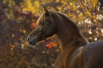 Young thoroughbred arabian mare in autumn portrait