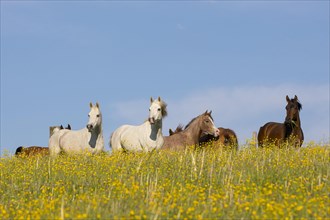 Thoroughbred Arabian mare herd on the blooming meadow