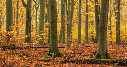 Old beech forest in autumn