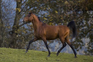 Brown thoroughbred arabian stallion in front of autumnal scenery