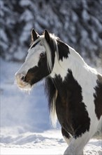 Pied Tinker mare in winter