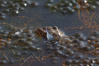 Moor frogs