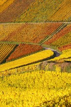 Vineyards wine in autumn colorful leaves colorful nature season in Stuttgart