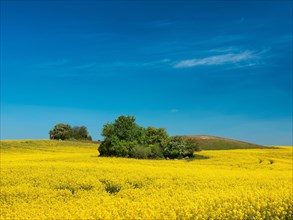Hilly landscape with blooming rape field and field copses under blue sky
