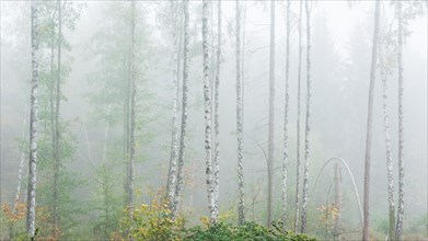 Natural birch forest with dense fog
