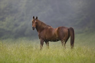 Thoroughbred Arabian gelding chestnut on pasture