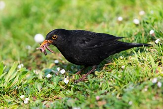 Caring father. Male of Blackbird