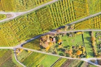 Vineyards wine in autumn nature season aerial view from above in Stuttgart