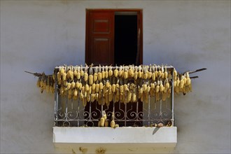 Corn cobs hanging to dry on the balcony
