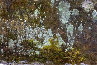 Lichens and mosses on a lime sandstone
