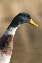 Mallard and domestic duck hybrid