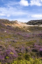 Dunes and heath landscape