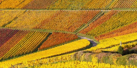 Vineyards wine in autumn colorful leaves colorful nature panorama season in Stuttgart