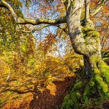 Gnarled old beech in autumn