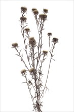 Withered golden thistle