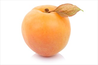 Apricot fruit fruit fresh cropped isolated against a white background