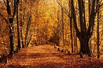 Old road covered with leaves winds through sunny golden autumn forest