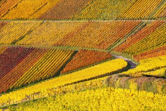 Vineyards wine in autumn colorful leaves colorful nature season in Stuttgart