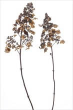 Dried flowers of a panicle hydrangea