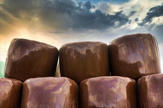 Plastic wrapped bales of straw