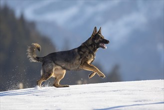 Shepherd dog running in the snow