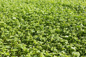 Field with buckwheat
