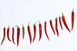 Red and green peppers on string