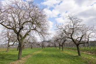 Apricot blossom