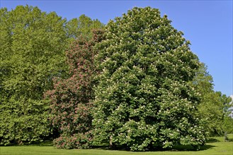 Horse chestnuts