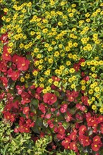 Flower border with begonias