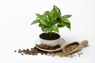 Coffee plant in cup and roasted and green coffee beans