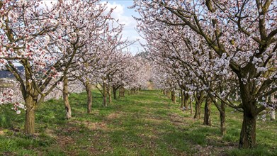 Apricot blossom