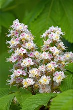 Horse chestnut