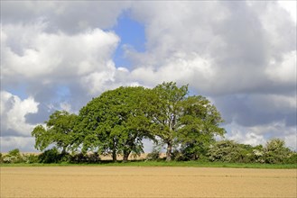 Old oaks