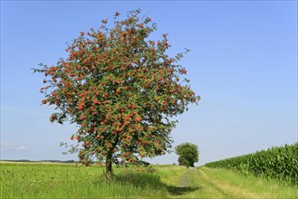 European rowan