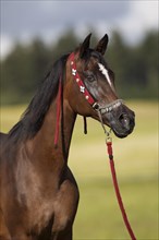 Thoroughbred Arabian mare with traditional halter in portrait