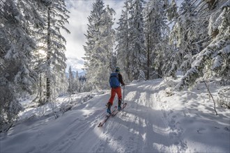 Ski tourers climbing in the snowy forest