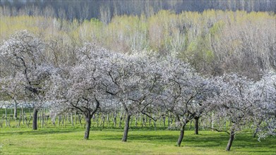 Apricot blossom