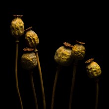 Seed pods of opium poppy against black background