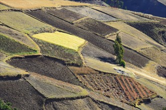Fields with quinoa