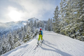 Ski tourers between snowy trees