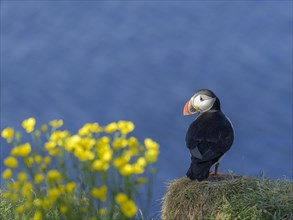 Puffin