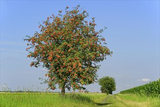 European rowan