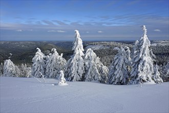 Snow-covered firs in winter landscape