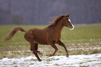 Thoroughbred Arabian stallion galloping over the snow in winter on the pasture