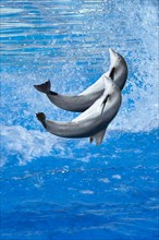 Jumping Bottlenose dolphins