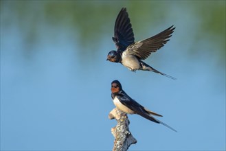 Barn swallow