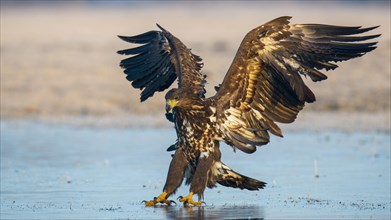 Flying white-tailed eagle