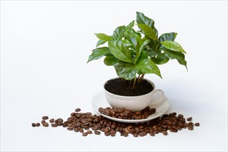 Coffee plant in cup and roasted coffee beans