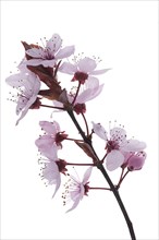 Branch of a flowering blood plum